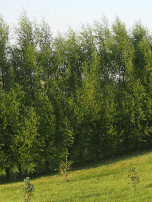 Buy Willow Trees Online The Tree Center™