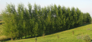 willow hybrid trees growing fast privacy tree windbreak bigfoot screen willows backyard plants evergreen shrubs shade screening bundle winter great