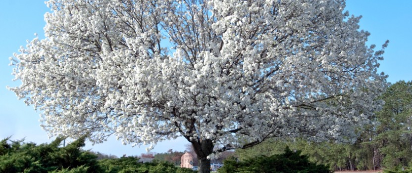 What is a dogwood tree?