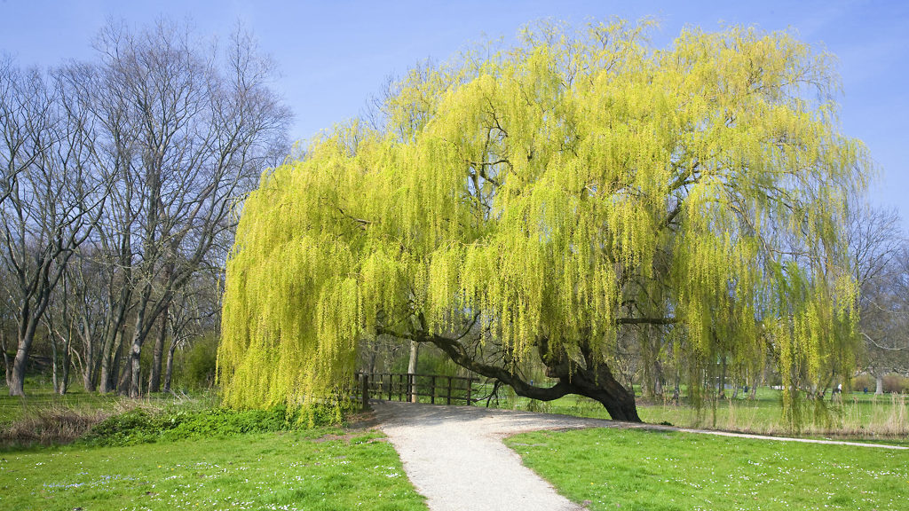 Weeping Willow Tree