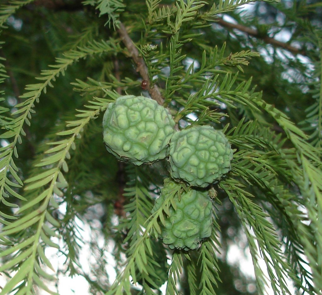 Louisiana Trees For Sale | The Tree Center™
