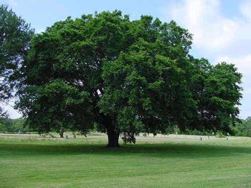 Massachusetts Trees For Sale The Tree Center™ Massachusetts Trees For Sale The Tree Center™