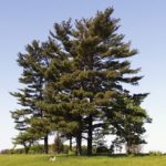 Michigan State Tree Eastern White Pine