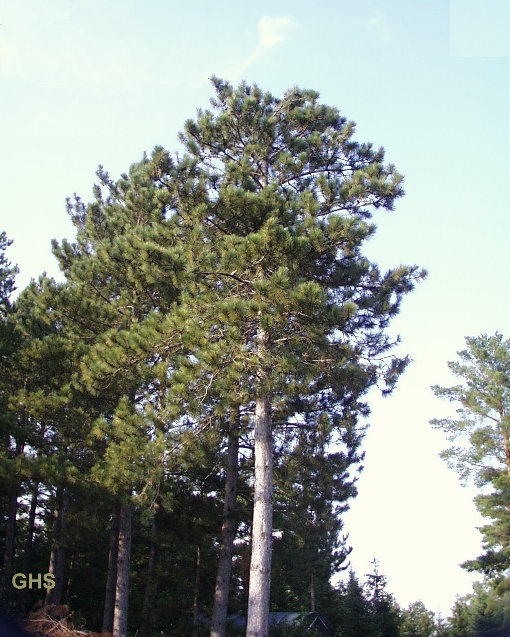 Minnesota Trees For Sale The Tree Center™