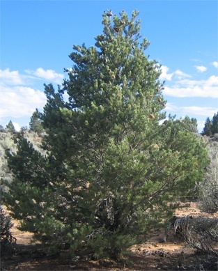 whats in santa rosa new mexico whats in santa rosa new mexico