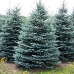 Utah State Tree - Blue Spruce