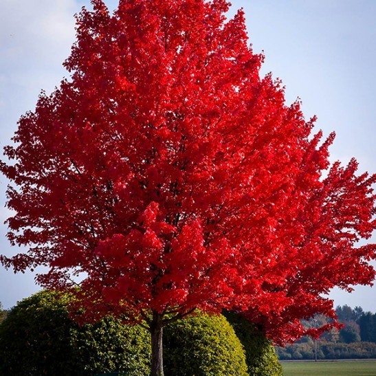 maple american tree trees autumn blaze center