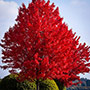 American Red Maple Tree