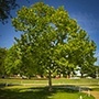 American Sycamore Tree