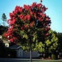 Single Arapaho Crape Myrtle