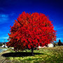 Autumn Blaze Maple Tree