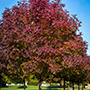 Autumn Purple Ash Tree