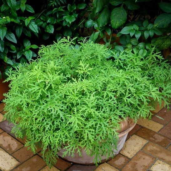 Citronella (Mosquito Plant) For Sale Online The Tree Center
