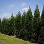 Cryptomeria Radicans