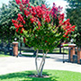 Dynamite Crape Myrtle