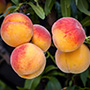 Elberta Peach Tree