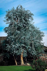 Eucalyptus Tree