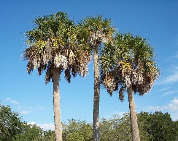 Florida Trees For The Tree Center Florida State Tree