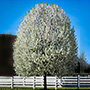Cleveland Pear Tree