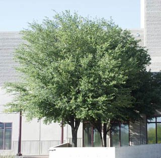 Georgia Trees For The Tree Center Georgia State Tree Scientific Name Quercus Virginiana Common Southern Live Oak