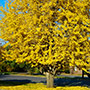 Ginkgo Tree