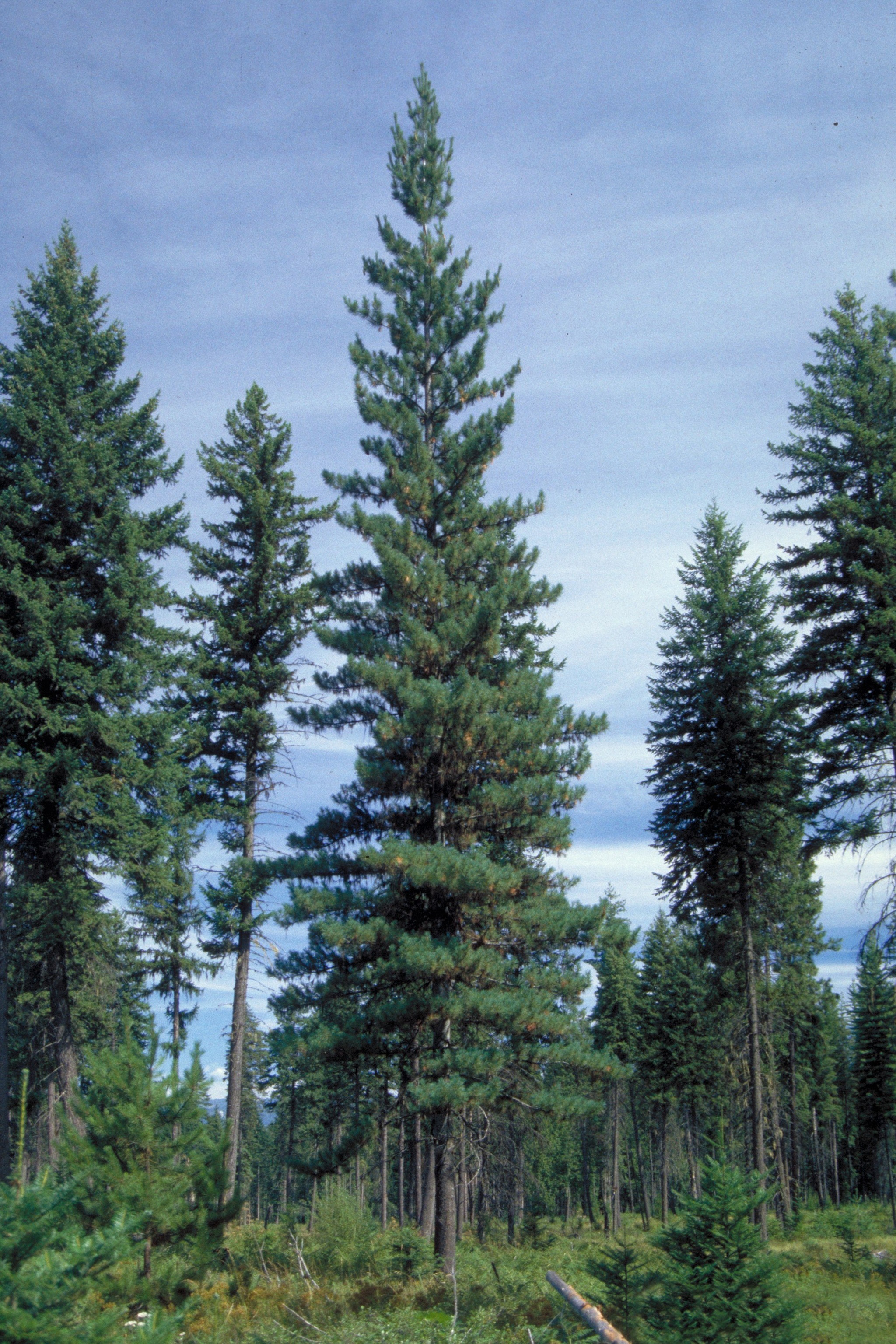 Idaho Trees For Sale | The Tree Center™