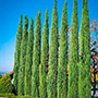 Italian Cypress Tree