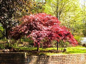 Red Dragon Japanese Maple Tree