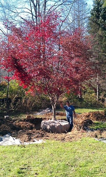 Bloodgood Japanese Maple Tree