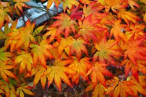 katsura-japanese-maple