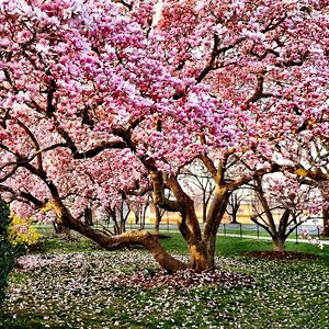 Magnolia Tree in Full Bloom