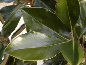 Magnolia Tree Leaf and Leaves