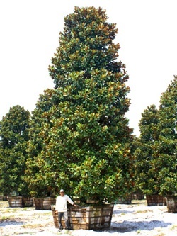 Magnolia Tree Transplant