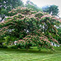 Mimosa Tree