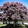 Muskogee Crape Myrtle Tree in Bloom