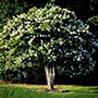 Natchez Crape Myrtle