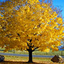 Norway Maple Tree