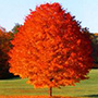 October Glory Maple Tree width=