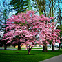 Pink Dogwood Tree