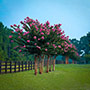 Pink Velour Crape Myrtle