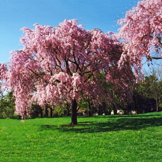 Pink Weeping Cherry For Sale Online | The Tree Center