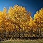 Quaking Aspen Trees