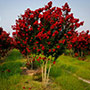 Red Rocket Crape Myrtle Tree in Bloom