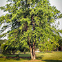 River Birch Tree