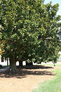 Row Of Magnolia Trees