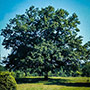 Sawtooth Oak Tree