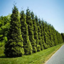 Row of Thuja Green Giants