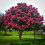 Tuscarora Crape Myrtle Tree in Bloom