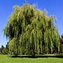 Weeping Willow