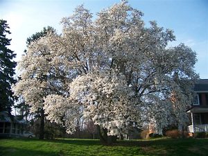 White Magnolia Tree Flowers